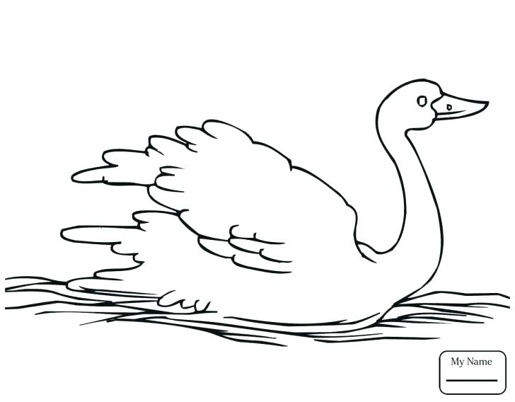 728x568 Pond Coloring Page Coloring Pages Flowers Baby Swan Birds For Kids