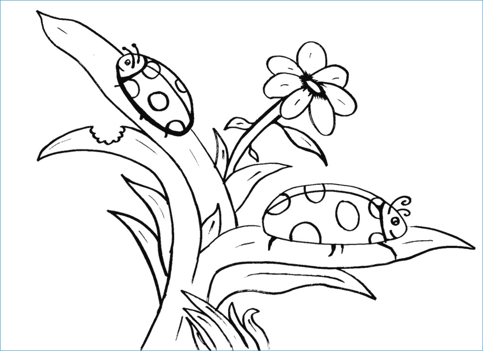 993x722 Simple Bird And Flower Coloring Page