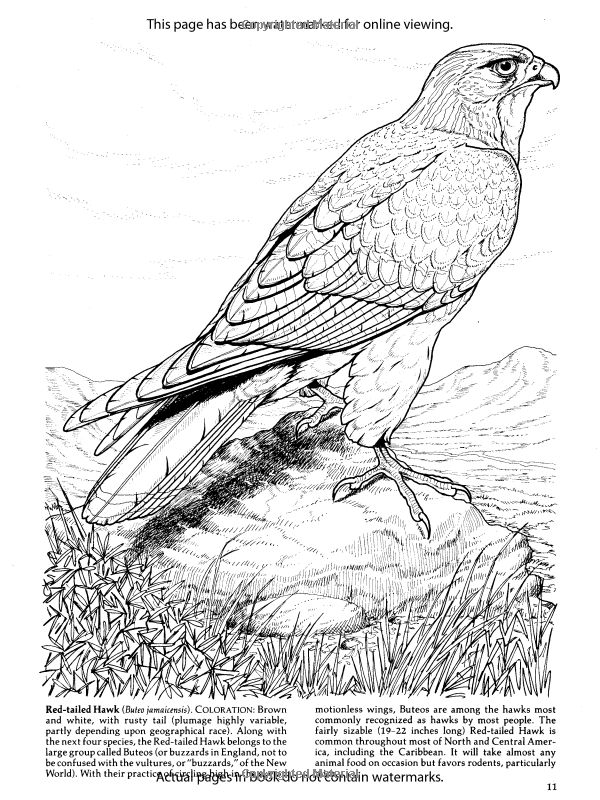 600x800 20 Best Birds Of Prey Activities Images On Coloring