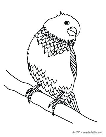 363x470 Coloring Pages Of Birds Parakeet Parakeet Coloring Page Coloring