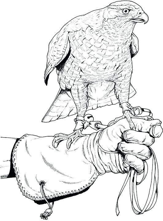 531x720 Free Coloring Pages Birds Coloring Pages Bird Coloring Pages
