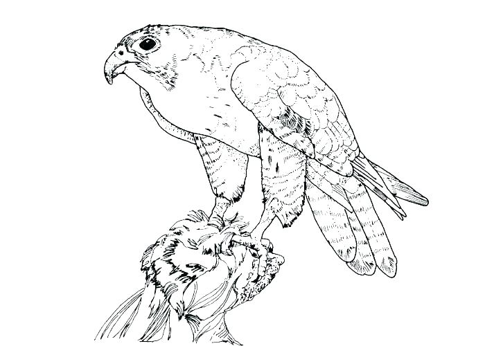 700x500 Free Coloring Pages Birds Coloring Pages Bird Cute Bird Coloring