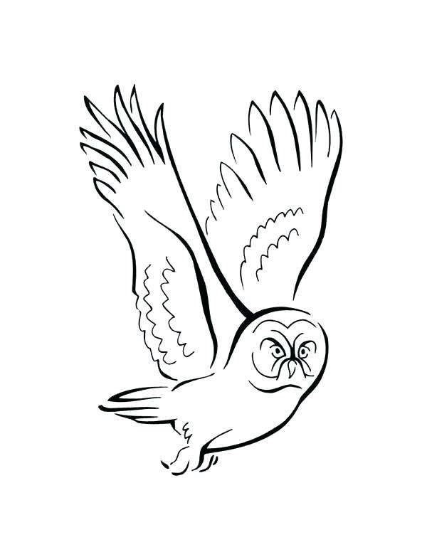 600x776 Bird Nest Coloring Page Birds Of Prey Coloring Pages An Owl Bird