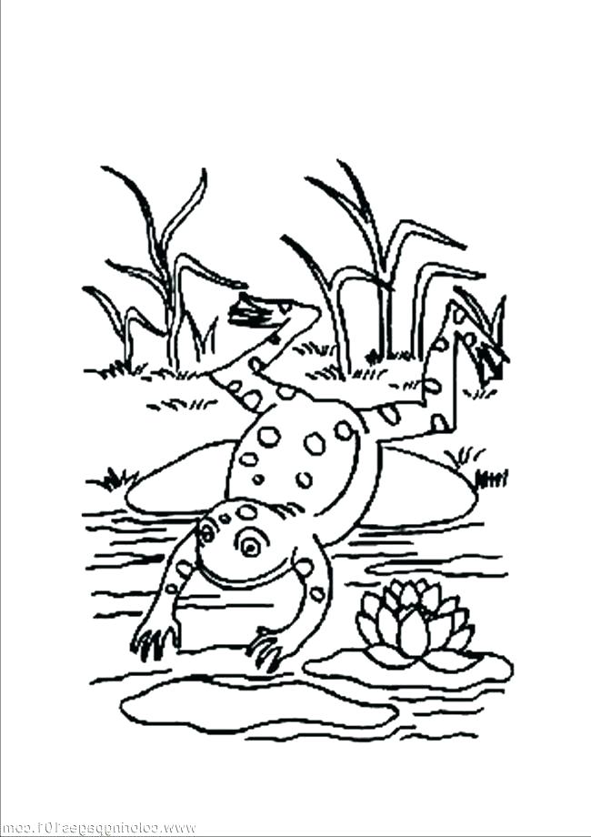 650x920 Amphibian Coloring Pages