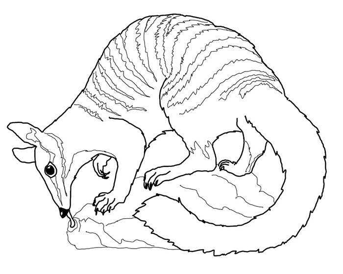 700x560 Australian Animal Template