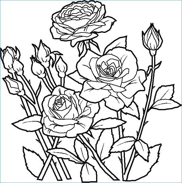 593x596 Rose Flower Coloring Pages Kids