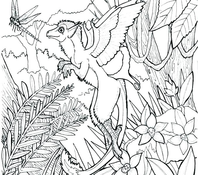 Temperate Rainforest Coloring Pages Forest Coloring Pages Forest 678x600 Temperate Rainforest Coloring Pages Forest Coloring Pages Forest