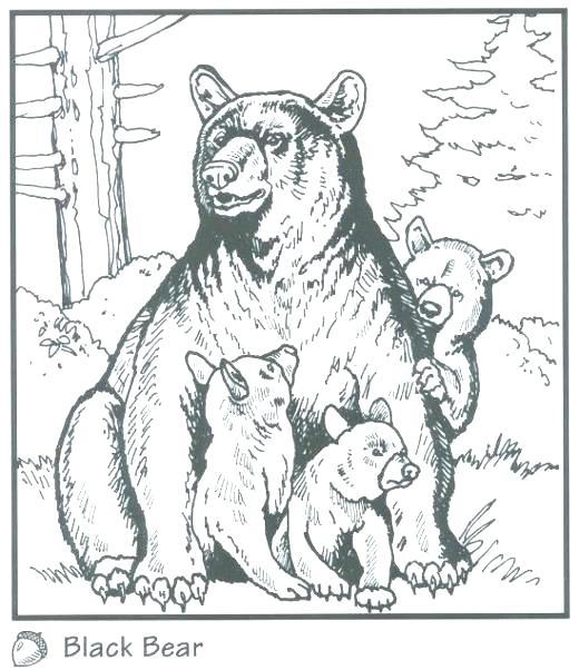 520x602 Black Bear Coloring Page Black Bear Coloring Pages Black Bear