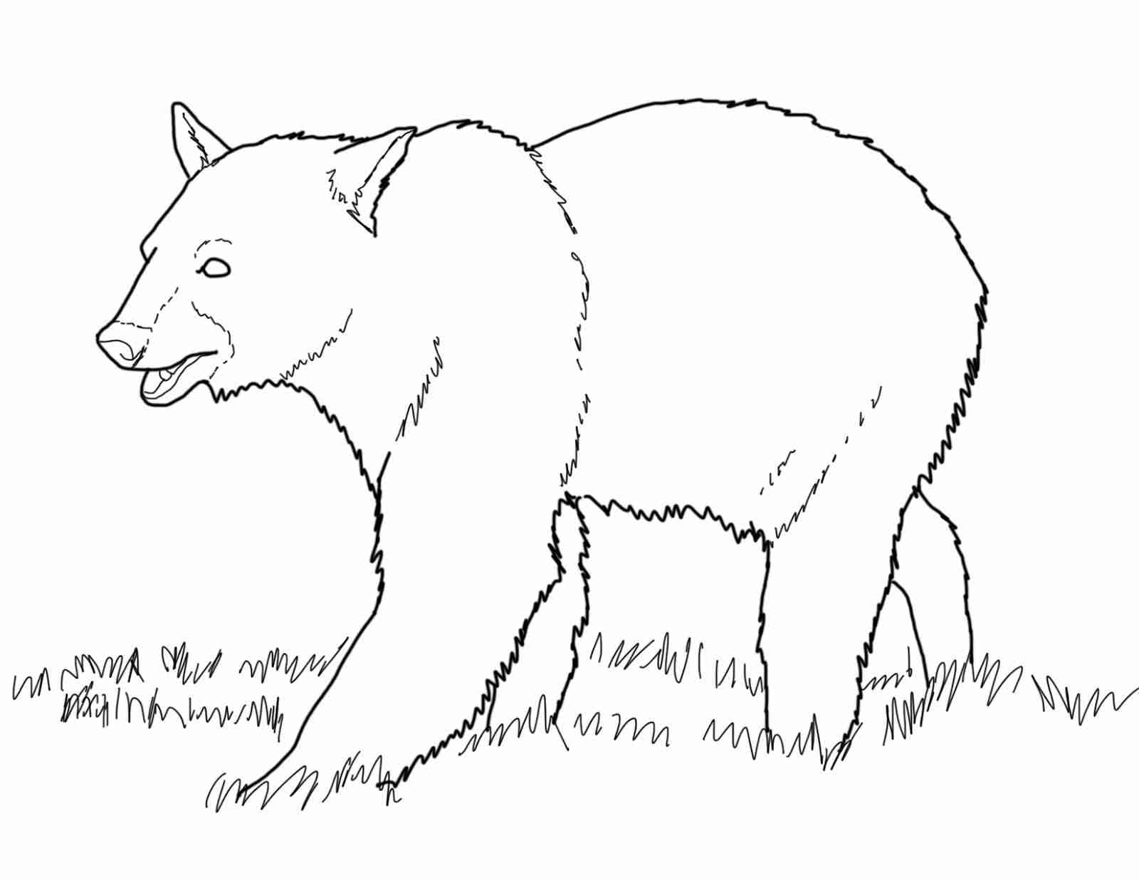 1600x1236 Black Bear Coloring Pages Olegratiy