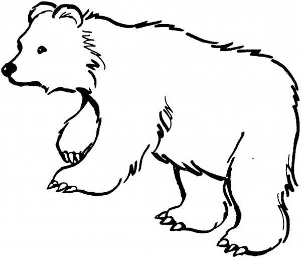 600x514 Coloring Pages Of Black Bears