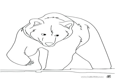 476x333 Black Bear Coloring Page Bear Face Coloring Page Care Bear