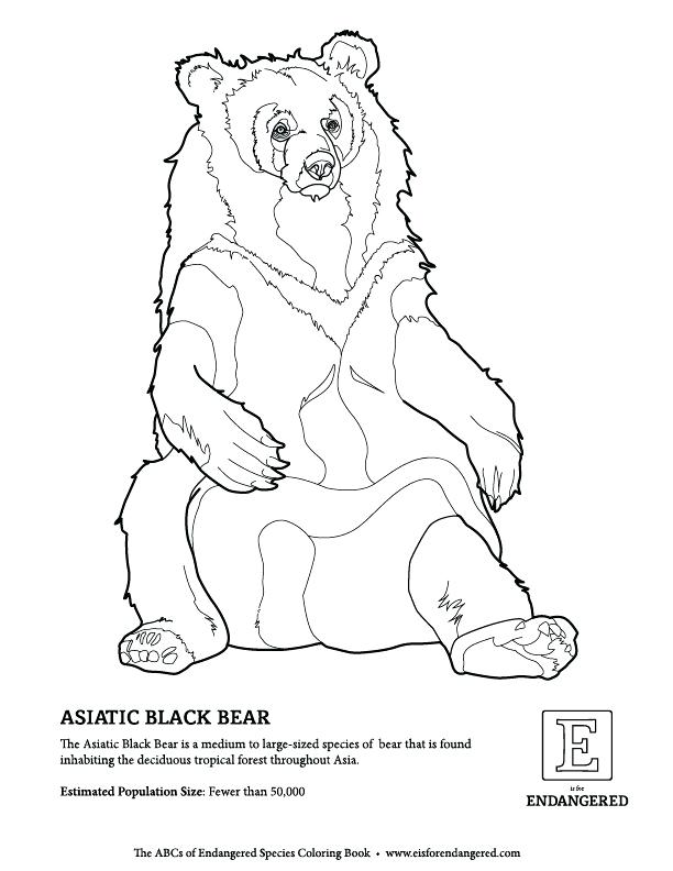 612x792 Black Bear Coloring Page Bear Family Coloring Pages Black Bears