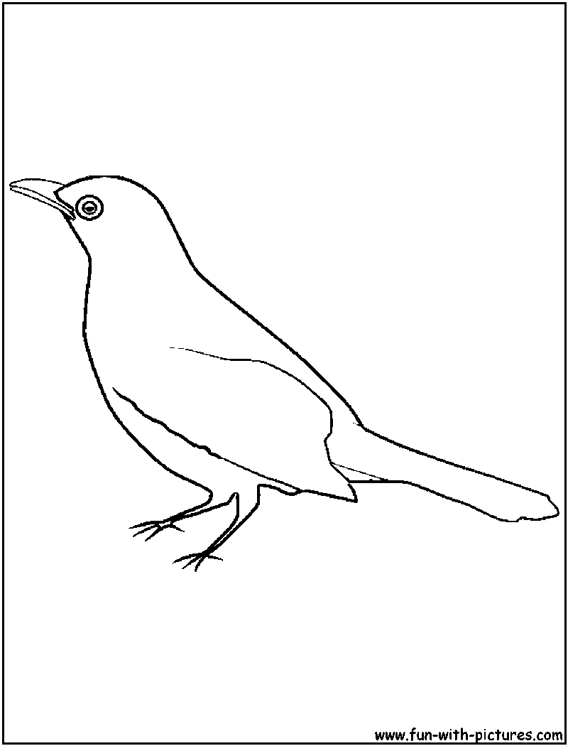 800x1050 Blackbird Coloring Page
