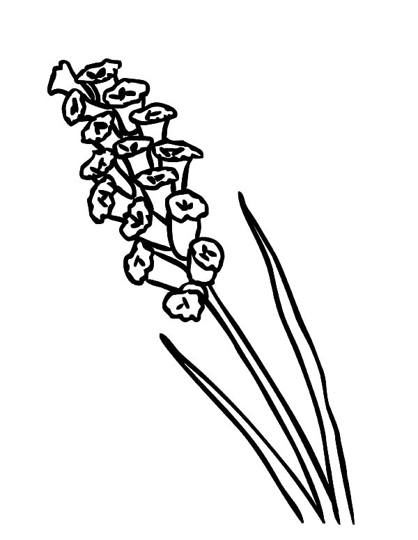 Canary Island Lavender Flower Coloring Pages 600x776 Canary Island Lavender Flower Coloring Pages