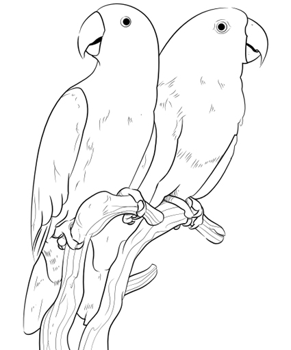 Pet Bird, Parrot, Finch Amp Canary Coloring Pages Coloring Pages 425x510 Pet Bird, Parrot, Finch Amp Canary Coloring Pages Coloring Pages