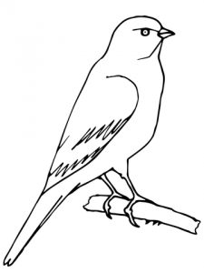 Photos Of Canary Coloring Pages 225x300 Photos Of Canary Coloring Pages