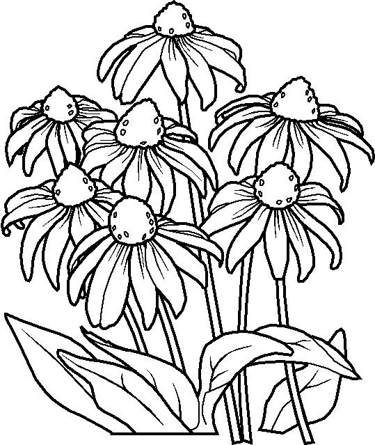 Coloring Pages Coloring Pages (Printables) Flowers 539x639 Coloring Pages Coloring Pages (Printables) Flowers
