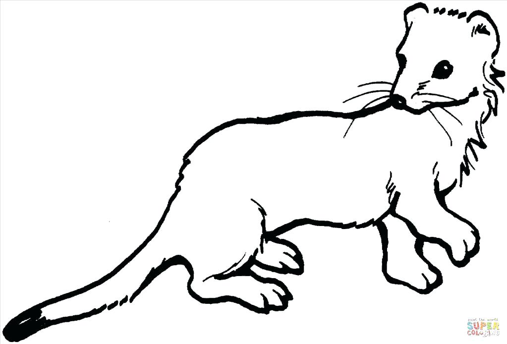 Black Footed Ferret Coloring Page