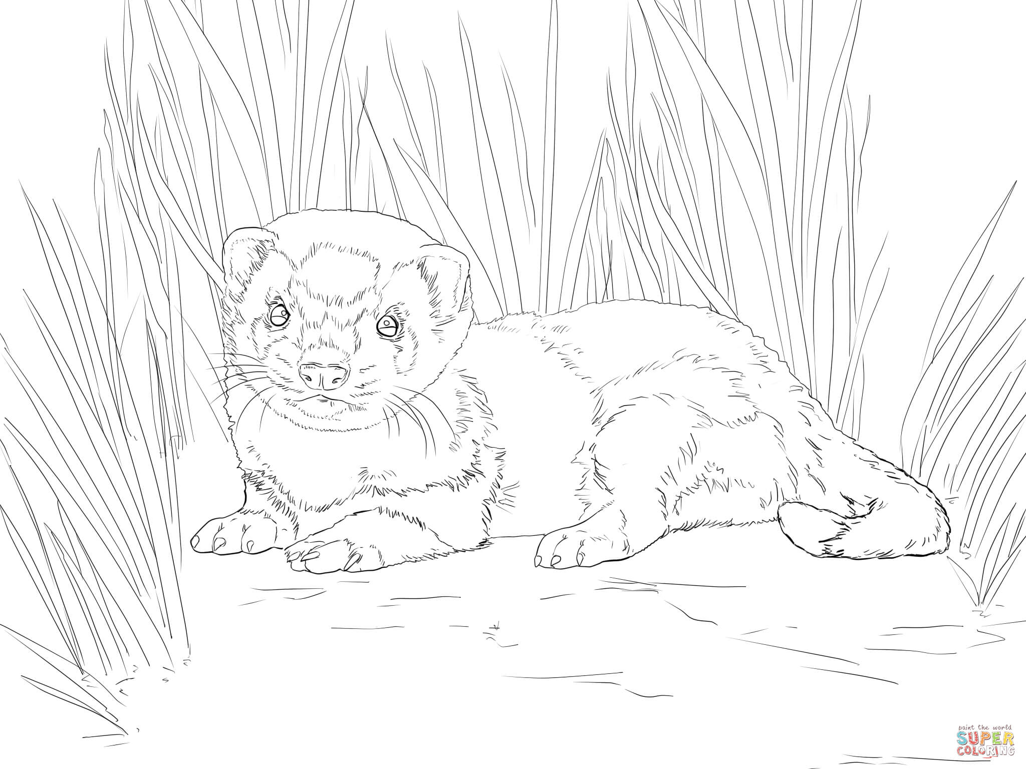 Ferret Coloring Pages 2048x1536 Ferret Coloring Pages