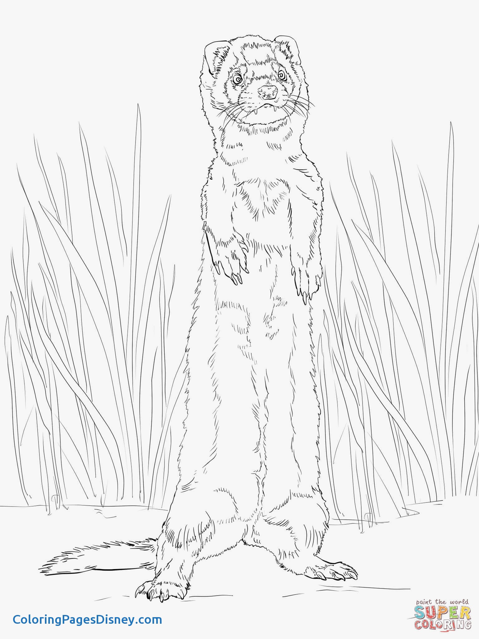 Ferret Coloring Pages Best Of Ferret Standing Up Coloring Page 1536x2048 Ferret Coloring Pages Best Of Ferret Standing Up Coloring Page