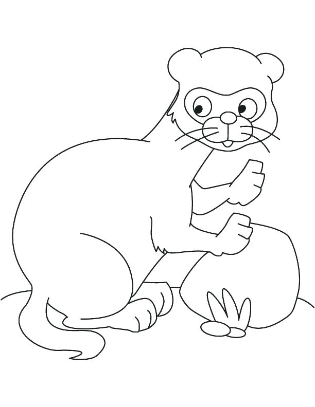 Ferret Coloring Pages Ferret Coloring Page Black Footed Ferret 612x792 Ferret Coloring Pages Ferret Coloring Page Black Footed Ferret