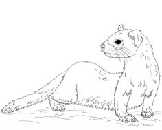 Ferrets Coloring Pages For Kids Ferret 236x189 Ferrets Coloring Pages For Kids Ferret
