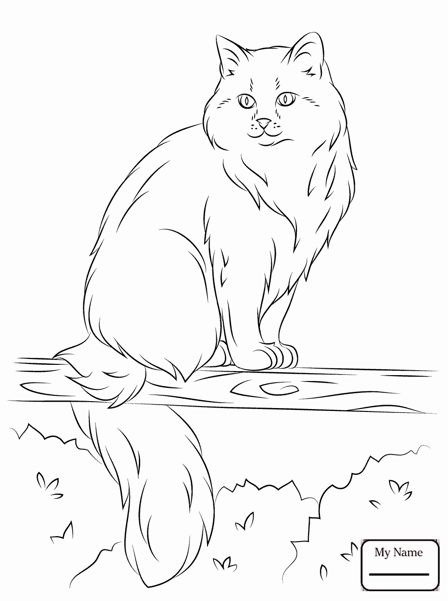 Mammals Recent Black Footed Ferret Recent Coloring Pages For Kids 913x1224 Mammals Recent Black Footed Ferret Recent Coloring Pages For Kids