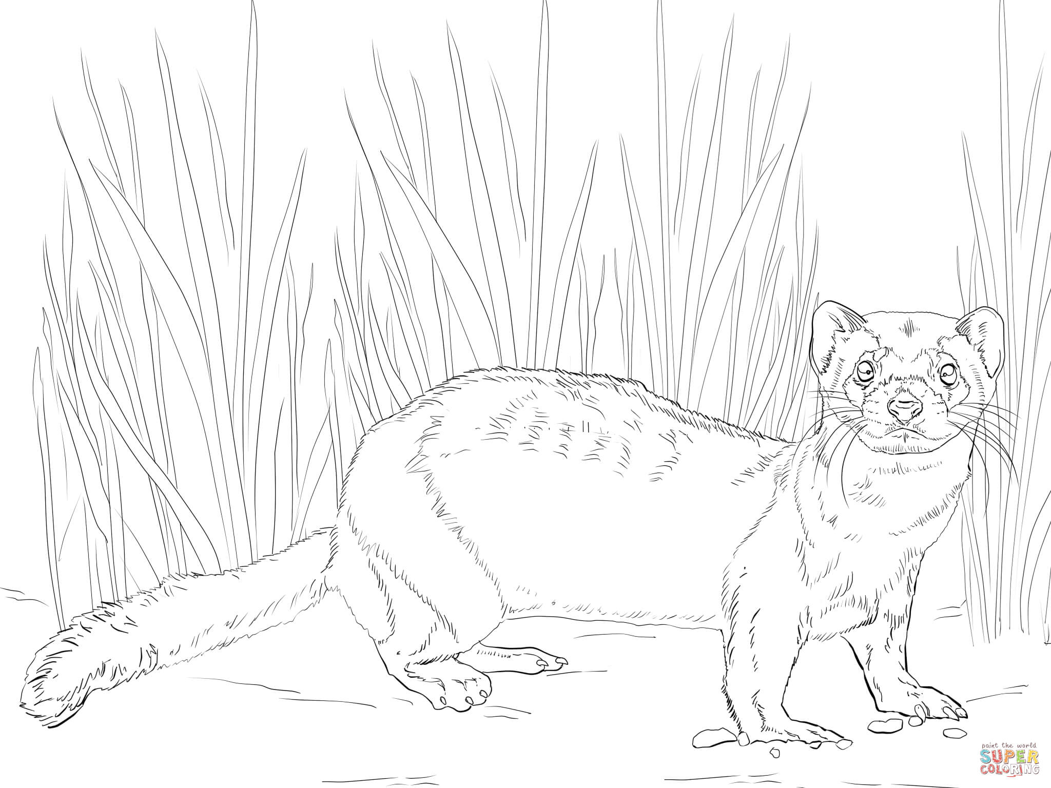 Black Footed Ferret Coloring Page 2048x1536 Black Footed Ferret Coloring Page