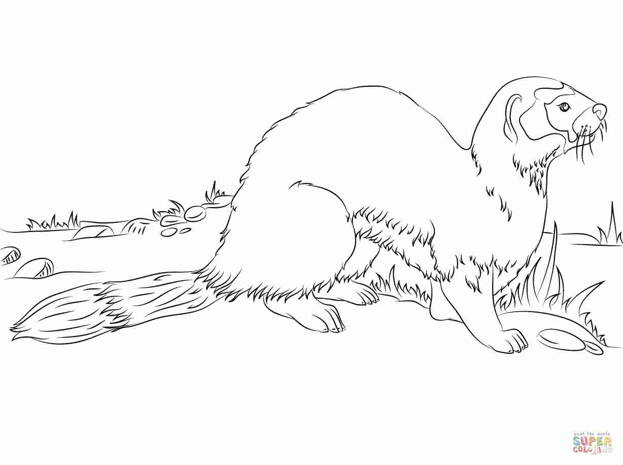 Black Footed Ferret Coloring Page Free Printable Pages Adorable 1228x916 Black Footed Ferret Coloring Page Free Printable Pages Adorable