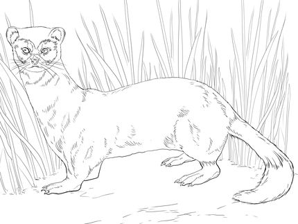 Click To See Printable Version Of Black Footed Ferret Coloring 430x323 Click To See Printable Version Of Black Footed Ferret Coloring