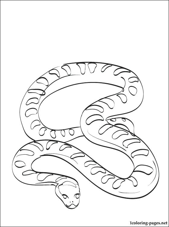 560x750 Anaconda Coloring Pages Impair.co