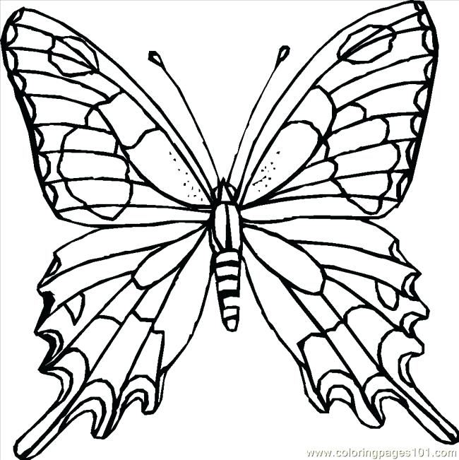 650x651 Butterfly Coloring Pages Free Butterfly Coloring Pages Printable