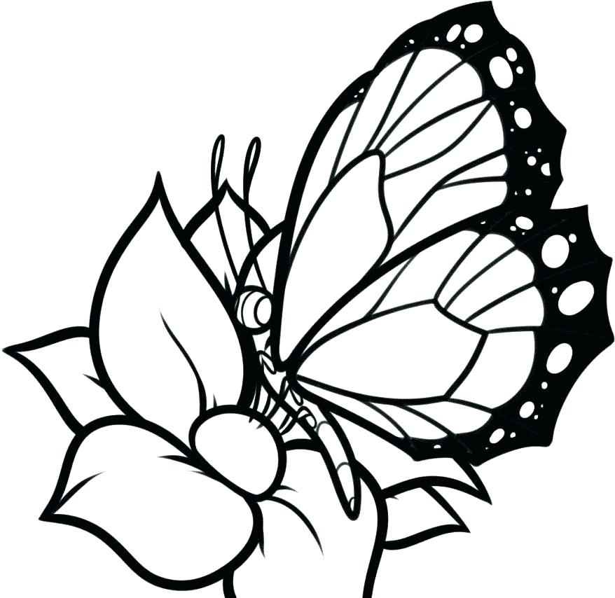 878x854 Butterfly Pattern Printable Kids Coloring Printable Butterfly