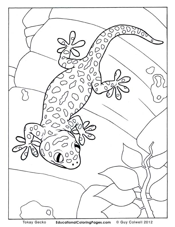 Leopard Gecko Coloring Pages Pin Colouring 612x792 Leopard Gecko Coloring Pages Pin Colouring