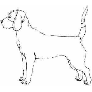 300x300 Bloodhound Coloring Page