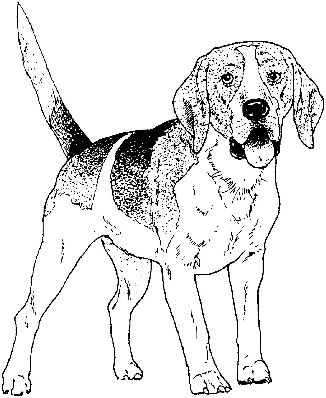 1362x1662 Bloodhound Dog Coloring Pages To Print Coloring For Kids 2018