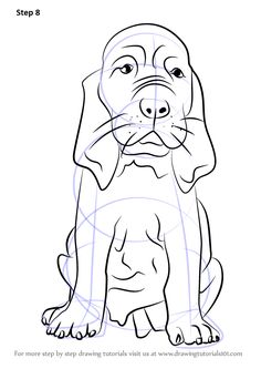 236x333 How To Draw Bloodhound Face