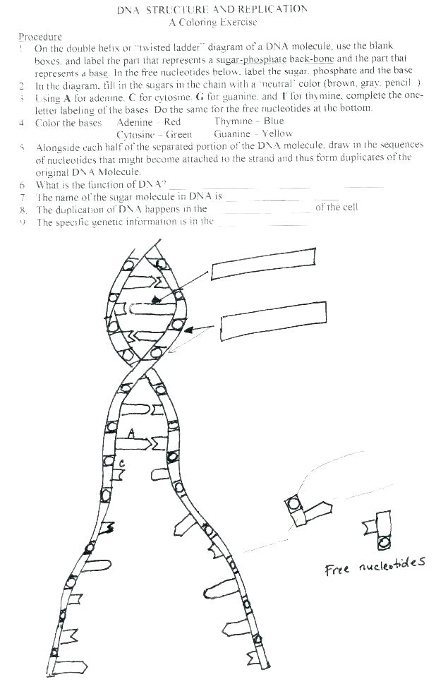 Coloring Pages Blood Cell Coloring Pages Plant Parts Coloring 618x969 Coloring Pages Blood Cell Coloring Pages Plant Parts Coloring