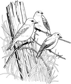 Bird Coloring Pages For Adults Page Of A Bird In Spring 236x281 Bird Coloring Pages For Adults Page Of A Bird In Spring