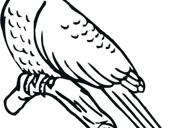 Blue Bird Coloring Page Bird Coloring Pages Printable Cuckoo Blue 750x500 Blue Bird Coloring Page Bird Coloring Pages Printable Cuckoo Blue