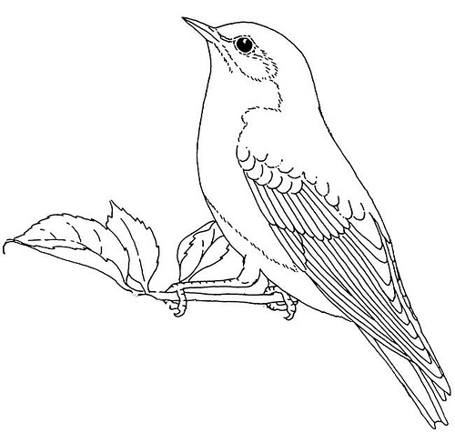 Bluebird Coloring Page Bluebird Coloring Page Cooloringcom Blue 500x487 Bluebird Coloring Page Bluebird Coloring Page Cooloringcom Blue