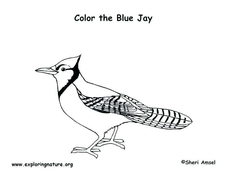 Blue Bird Coloring Pages at GetColorings.com | Free printable colorings ...