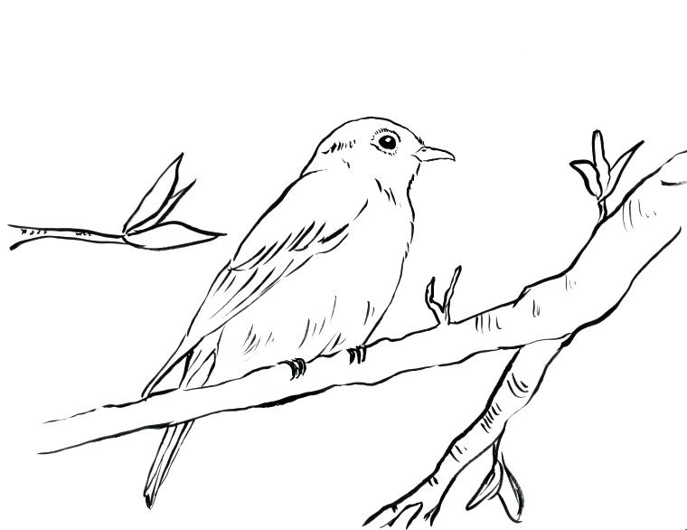 Coloring Blue Bird Coloring Page Bluebird Jay Pages. Blue Bird 760x586 Coloring Blue Bird Coloring Page Bluebird Jay Pages. Blue Bird