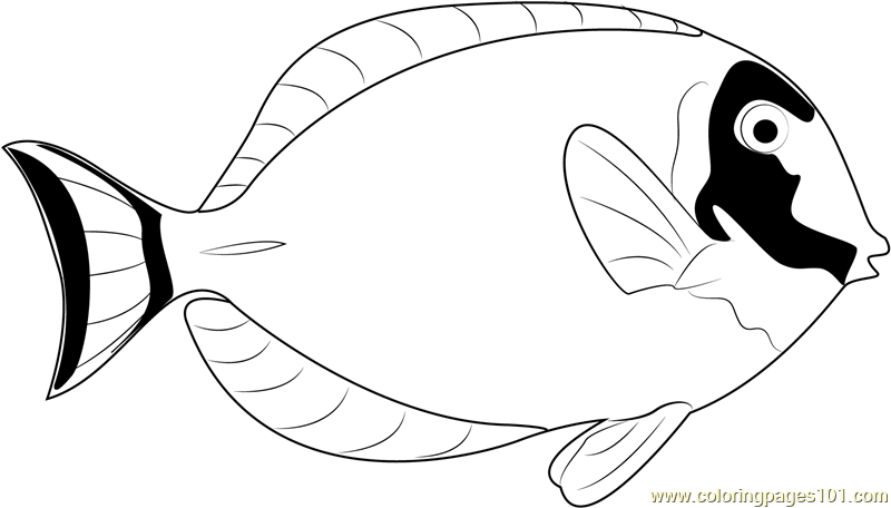 Powder Blue Surgeonfish Coloring Page 800x456 Powder Blue Surgeonfish Coloring Page