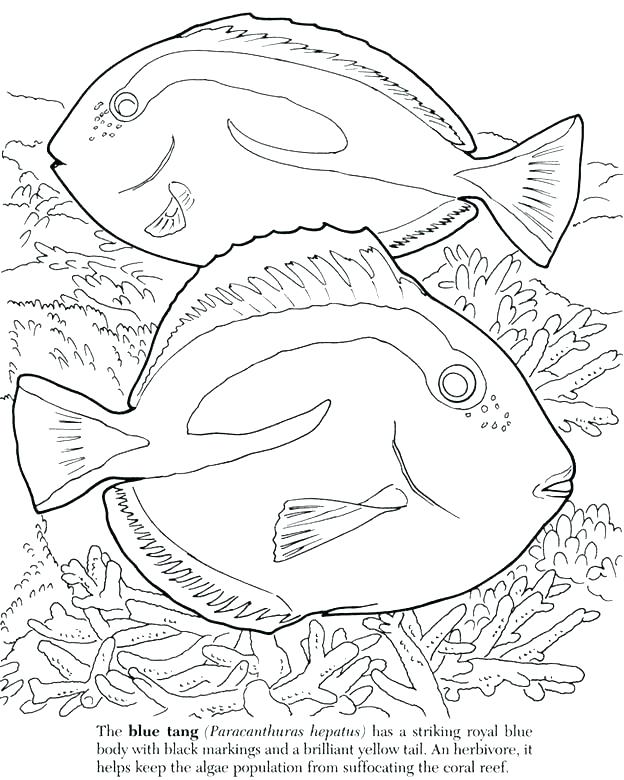 Fish Coloring Pages Small Fish Coloring Page Realistic Tropical 624x780 Fish Coloring Pages Small Fish Coloring Page Realistic Tropical