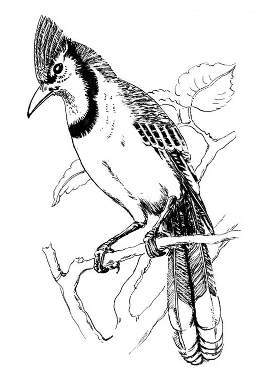 531x750 Coloring Page Bird