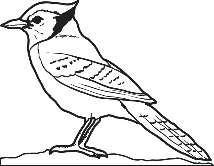 700x545 Umbrella Bird Coloring Page Blue Jay Coloring Page Coloring Pages