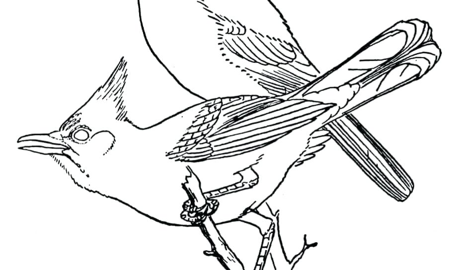 922x544 Blue Bird Coloring Page Bird Coloring Blue Jay Page Folk Art Birds