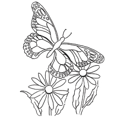 Blue Morpho Butterfly Coloring Page at GetColorings.com | Free ...