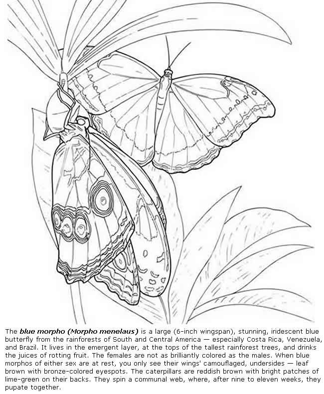 650x790 Blue Morpho Butterfly Coloring Pages Colouring Adult Detailed